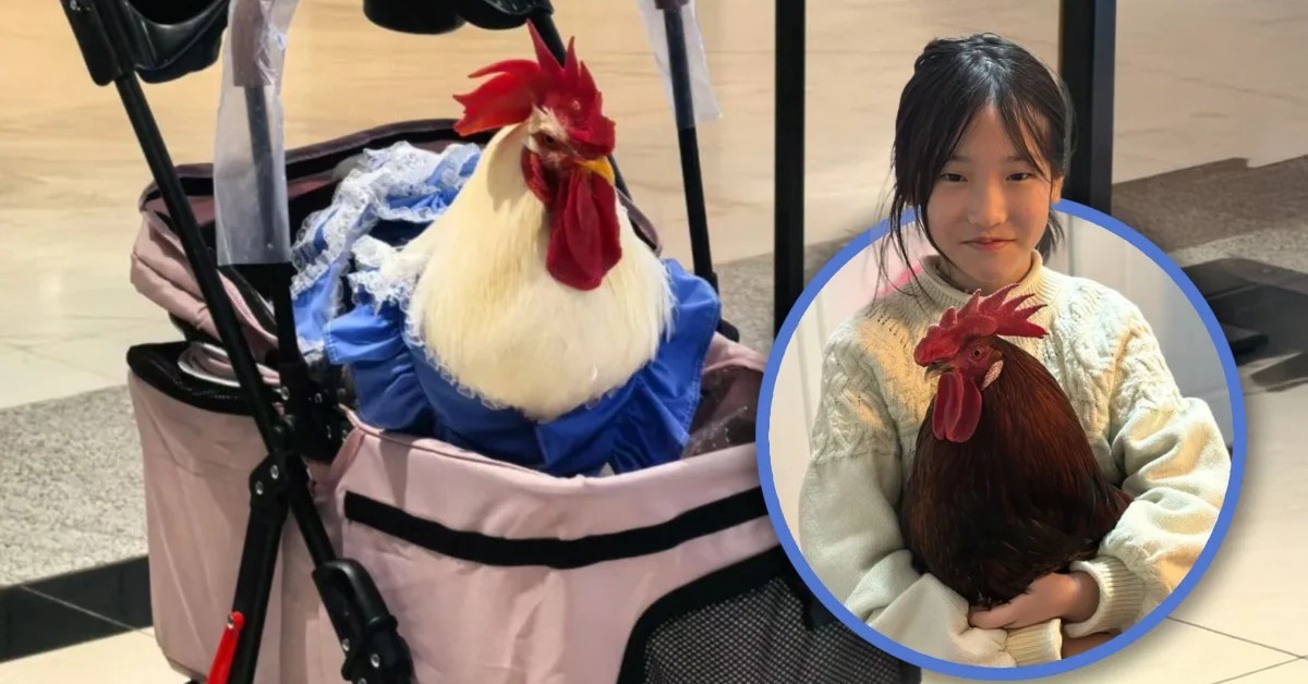 Trung Quốc rộ mốt nuôi gà làm thú cưng, cưng chiều như em bé