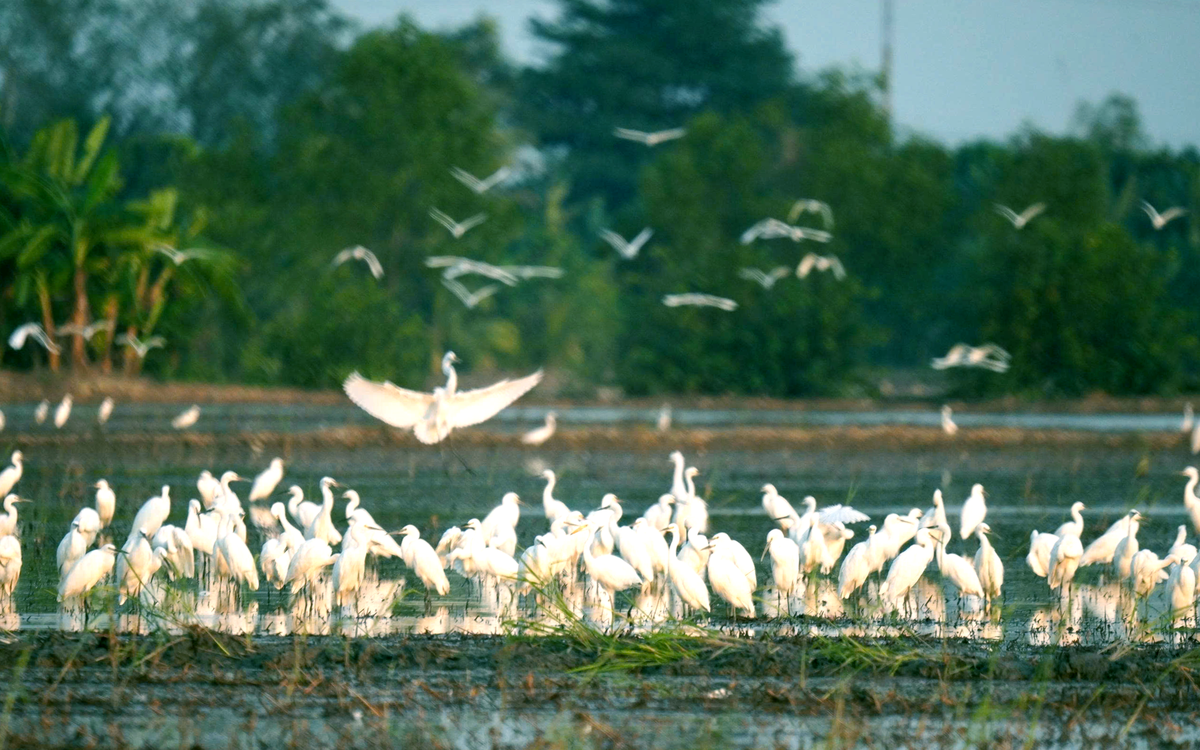Biến chim trời thành thứ trên bàn ăn, các nền tảng số không vô can