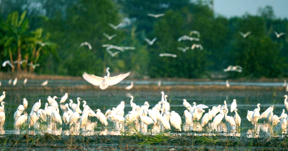 Biến chim trời thành thứ trên bàn ăn, các nền tảng số không vô can