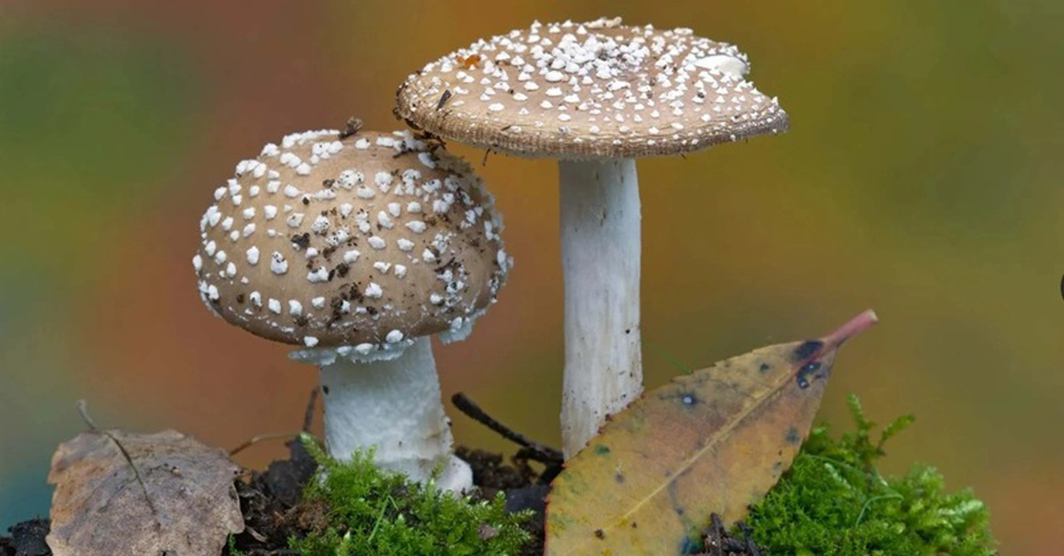 Nấm có thể tác động đến mưa và thời tiết