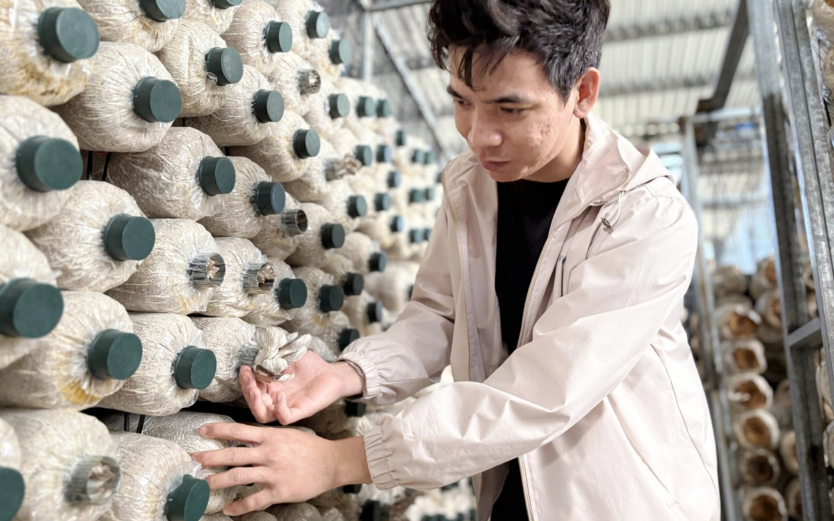 Kỹ sư về quê trồng nấm sạch