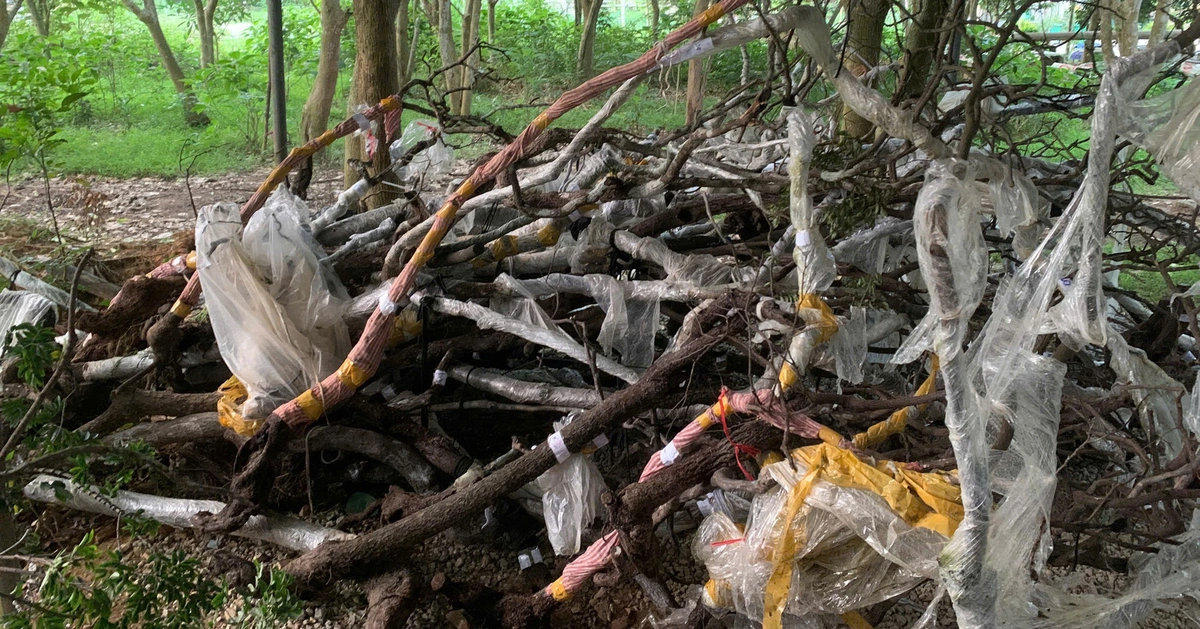 Thu giữ 122 cây muội hồng trong vườn nhà dân ở Thanh Hóa, kiểm lâm đã xử phạt 30 vụ vi phạm