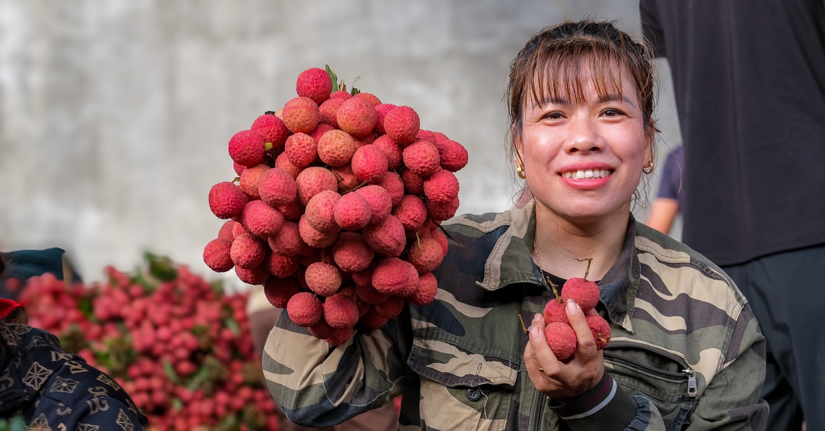 Thủ phủ vải thiều phía Bắc dự kiến thu hoạch sớm từ 25-5