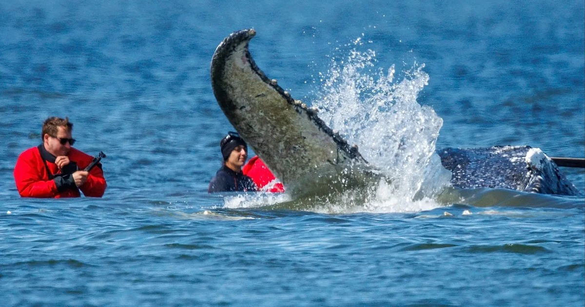 Đức nỗ lực giải cứu cá voi nặng 12 tấn mắc kẹt 1 tháng trên bãi cát