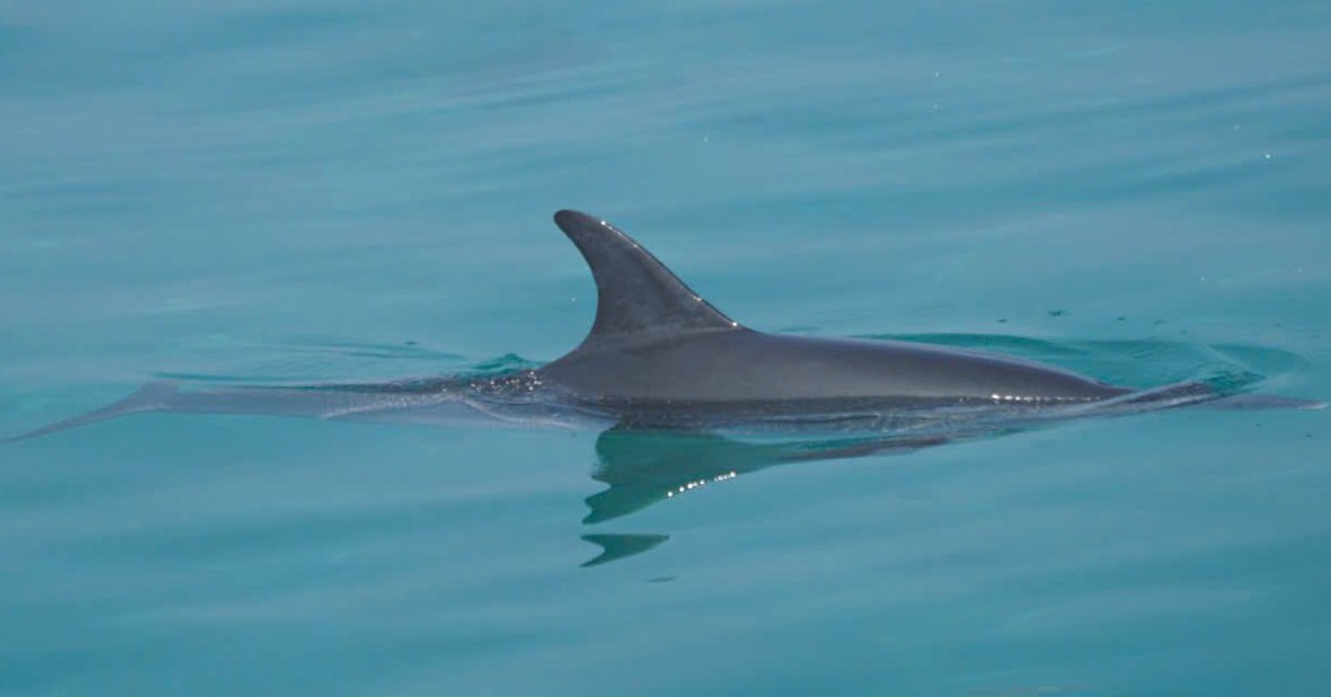 Cá heo bơi vào sát bờ biển, người dân Lý Sơn thích thú