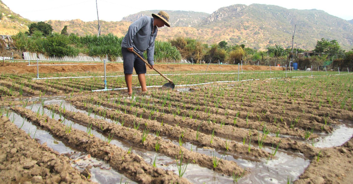 Nước về 'rốn hạn', hồi sinh vùng đất khát ở Ninh Thuận