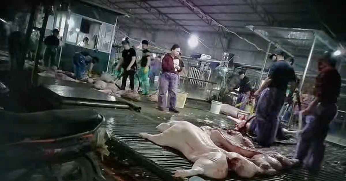 Chưa chứng minh được sự câu kết giữa Cường Phát và đơn vị nhập thịt heo đưa vào trường học