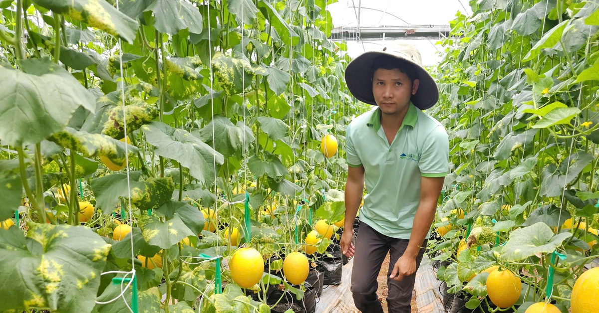 TP.HCM tổ chức cuộc thi đổi mới sáng tạo nông nghiệp, hỗ trợ tới 400 triệu đồng