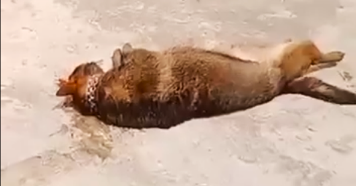 Cụ ông 83 tuổi bị chó béc giê nuôi trong nhà cắn chết thương tâm