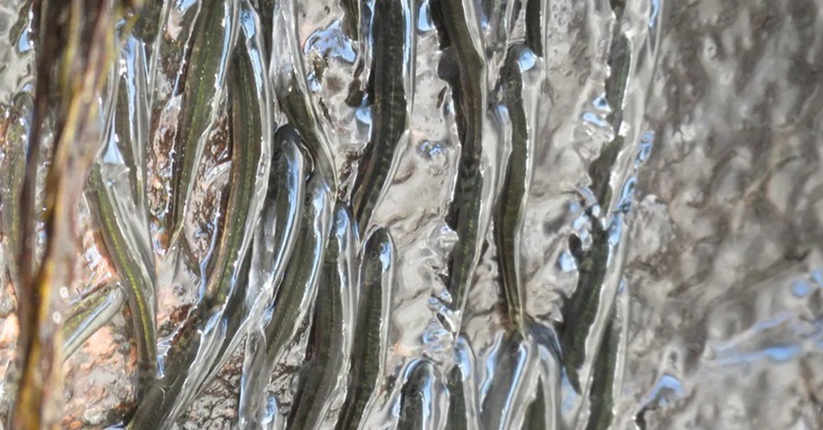 Hiện tượng hiếm: Hàng ngàn con cá leo thác thẳng đứng suốt 10 giờ