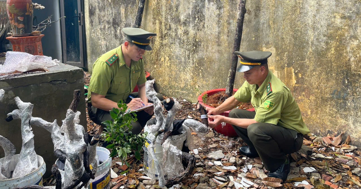 Muội hồng là cây gì mà bỗng gây 'sốt’, cơ quan chức năng phải vào cuộc?