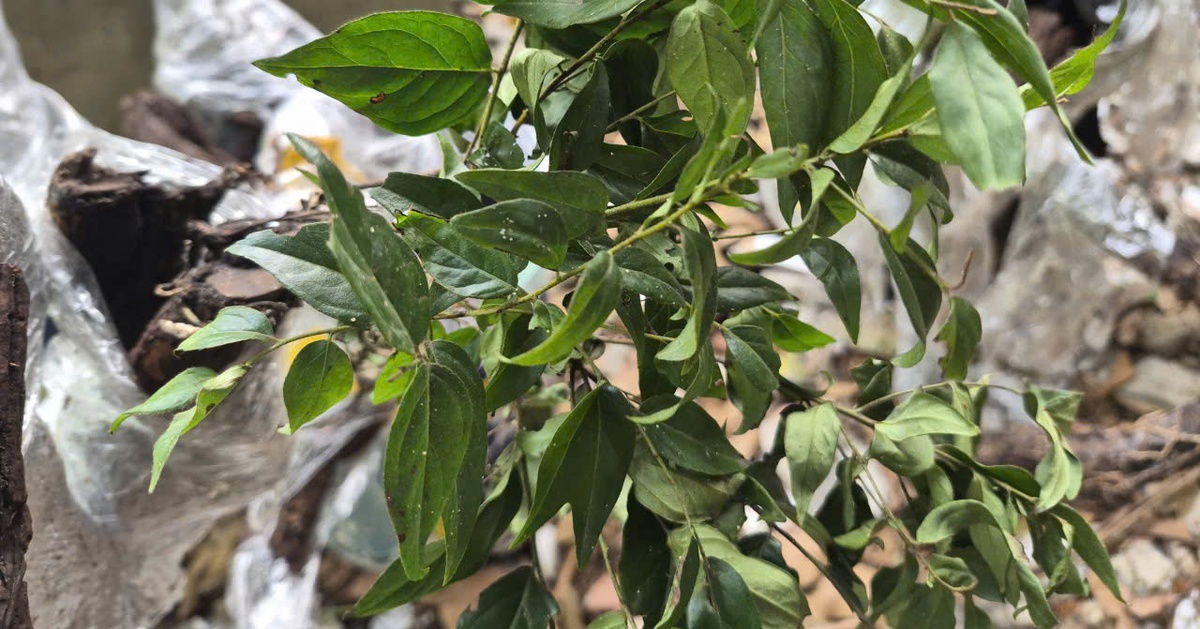 Cây muội hồng bị thổi giá, Cục Lâm nghiệp và Kiểm lâm chỉ đạo ngăn chặn mua bán trái phép