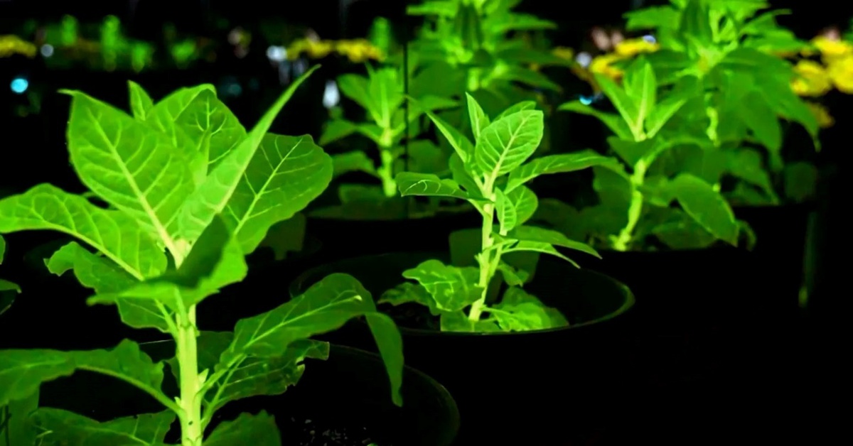 Trung Quốc tạo ra cây có thể thắp sáng thành phố