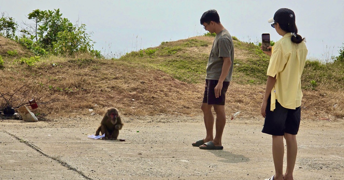 Nhiều du khách bất ngờ bị con khỉ hoang gần danh thắng Mũi Điện tấn công