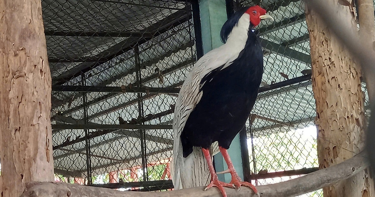 Thả gà lôi trắng cùng 18 loài động vật rừng về Vườn quốc gia U Minh Thượng