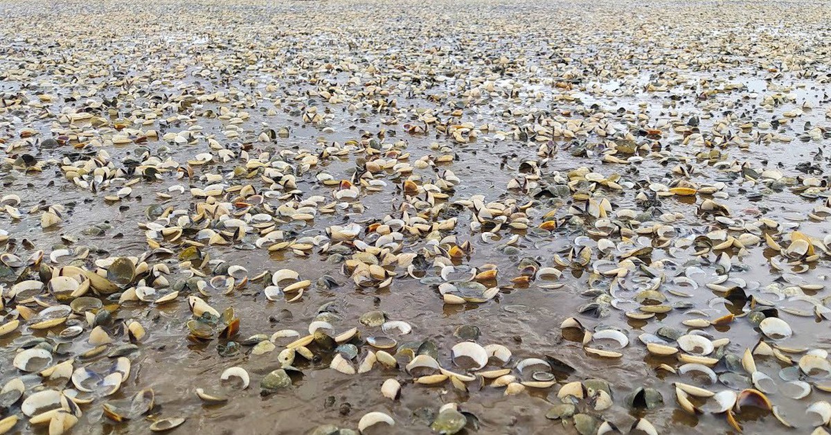 Vì sao hàng trăm tấn ngao bất ngờ chết trắng bãi nuôi