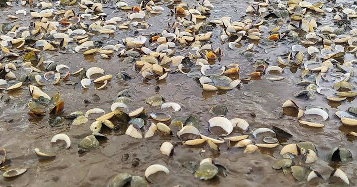 Vì sao hàng trăm tấn ngao bất ngờ chết trắng bãi nuôi