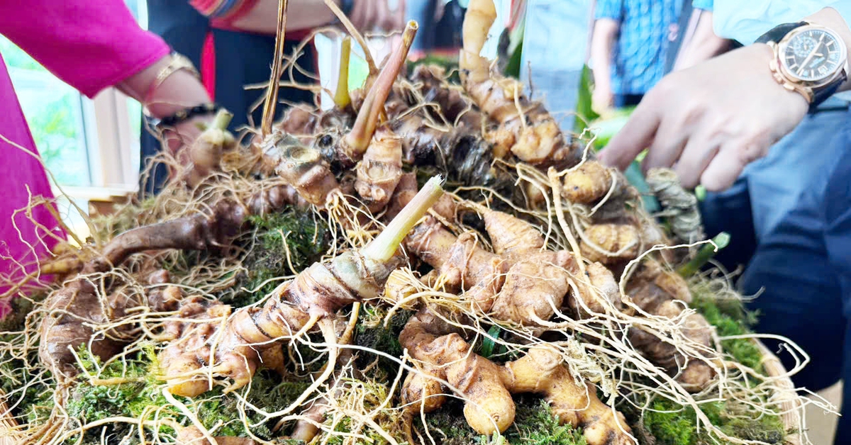 Đà Nẵng đưa ‘quốc bảo’ sâm Ngọc Linh ra chợ đêm, hướng dẫn phân biệt sâm thật, giả