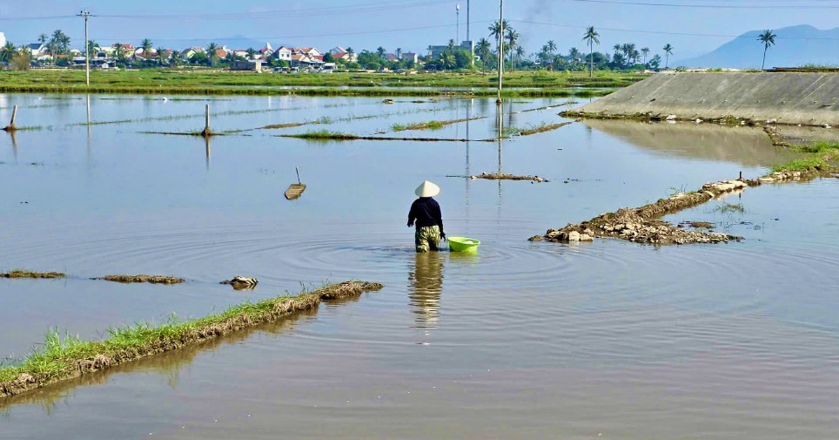 Đề nghị hỗ trợ người dân có đất lúa bị nhiễm mặn