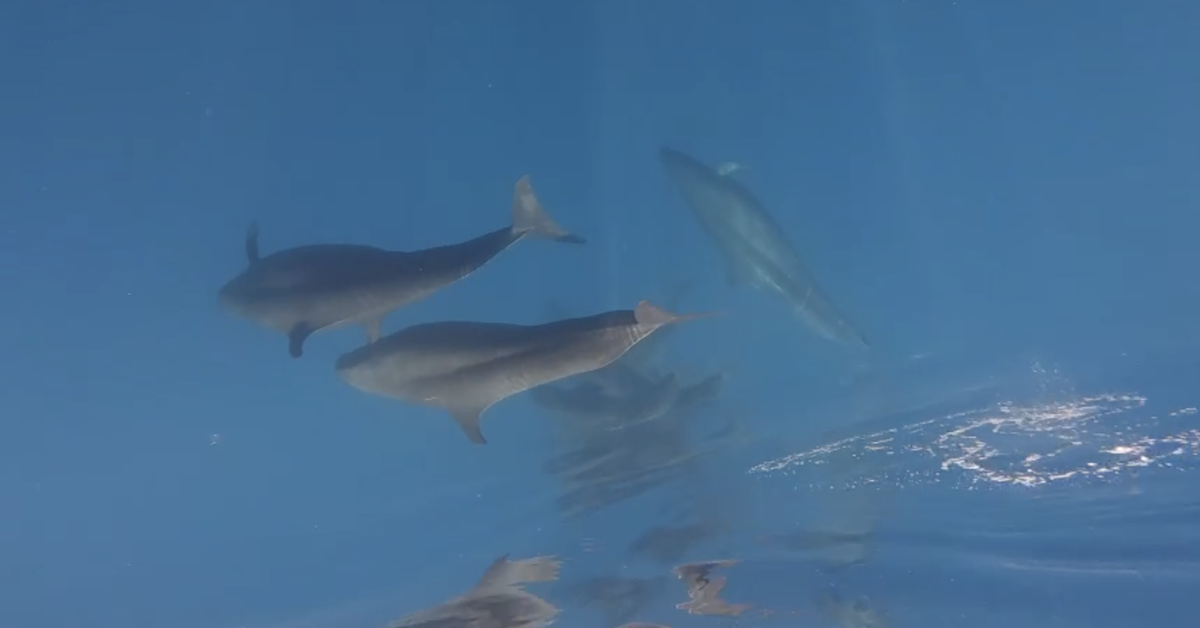 Khoảnh khắc kỳ diệu bắt gặp gần 100 con cá voi bơi qua vùng biển Phú Quý