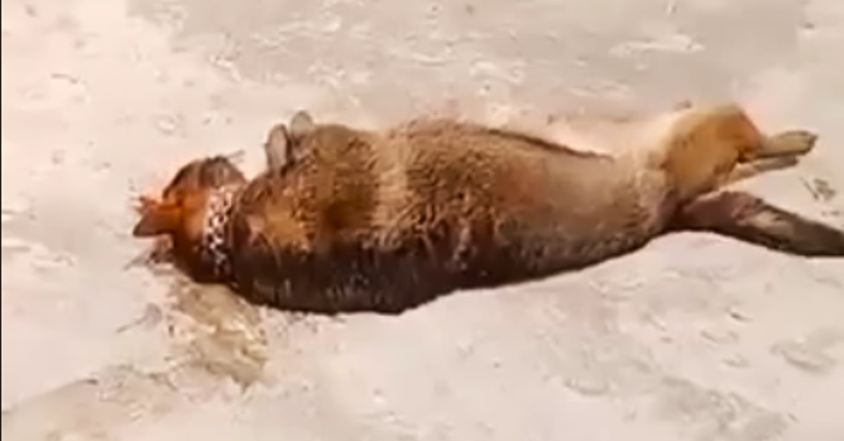 Bạn đọc xót thương vụ cụ ông 83 tuổi bị chó nuôi cắn chết