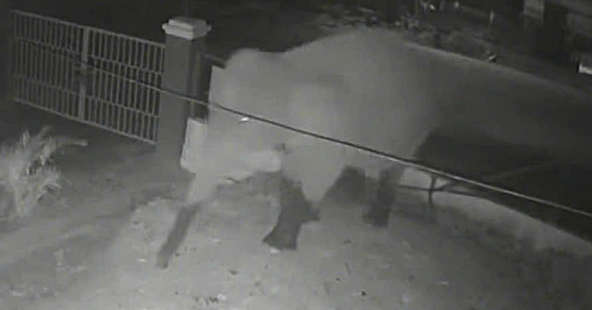 Voi rừng phá rào thép, 'đột nhập' trường học ở Sơn La