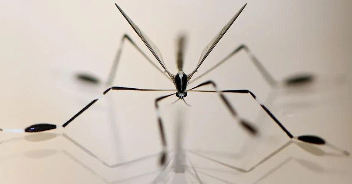 Loài côn trùng bay không cần vỗ cánh, xòe chân để 'đón gió'