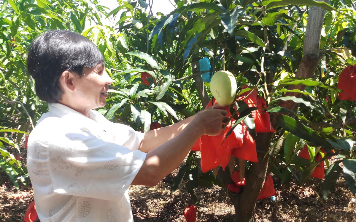 Ruồi đục trái là con gì mà khiến nhà vườn miền Tây đau đầu