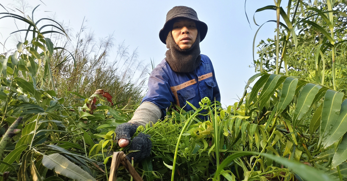 Len lỏi vào bụi rậm, hái đọt choại mưu sinh ở vùng ven TP.HCM