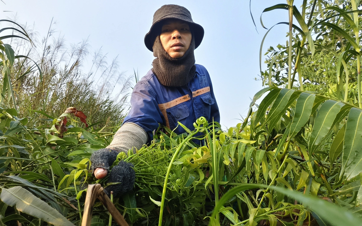 Len lỏi vào bụi rậm, hái đọt choại mưu sinh ở vùng ven TP.HCM