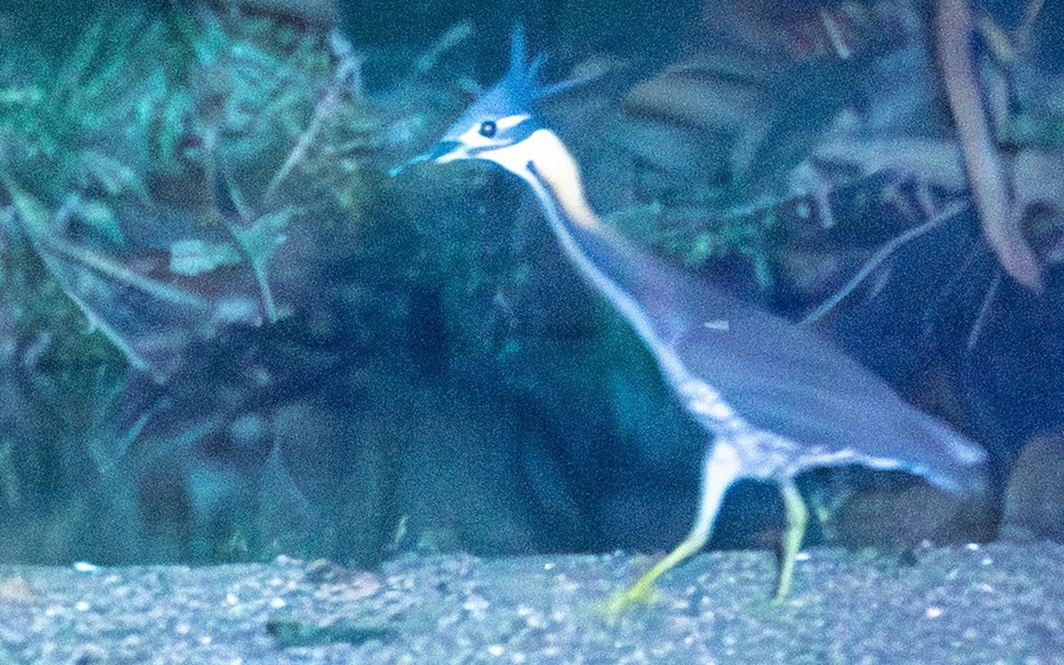 Loài chim cực hiếm 'mất tích' hơn thập kỷ bất ngờ tái xuất ở Ba Bể