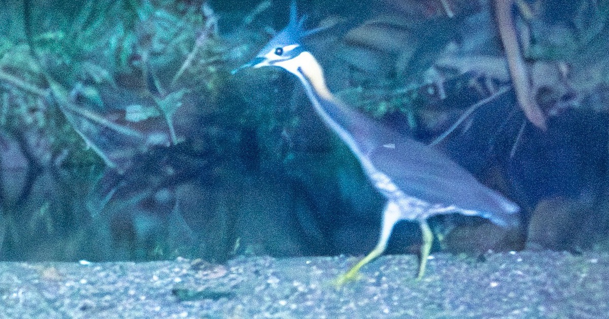 Loài chim cực hiếm 'mất tích' hơn thập kỷ bất ngờ tái xuất ở Ba Bể