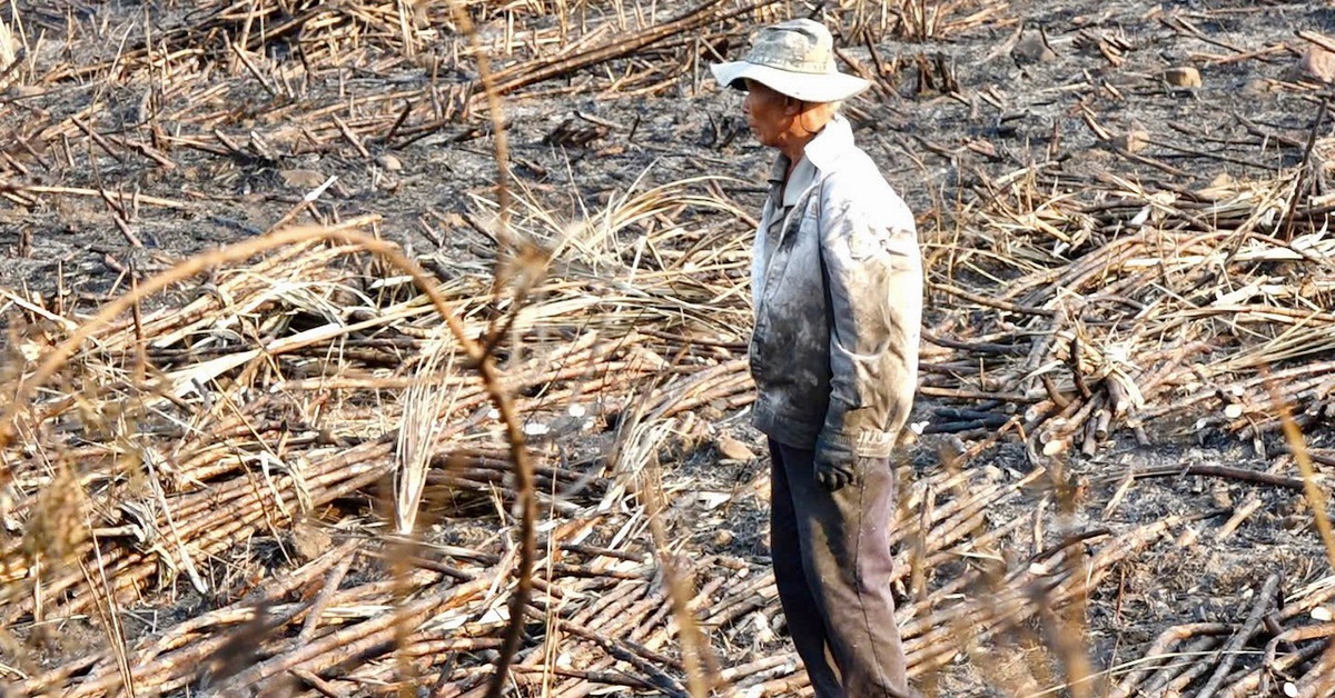 Nắng nóng, đồng mía cháy liên tiếp, nông dân thiệt hại nặng