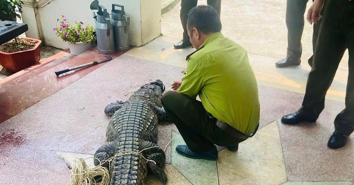 Cá sấu nặng 50 kg lạc vào kênh tưới tiêu nội đồng