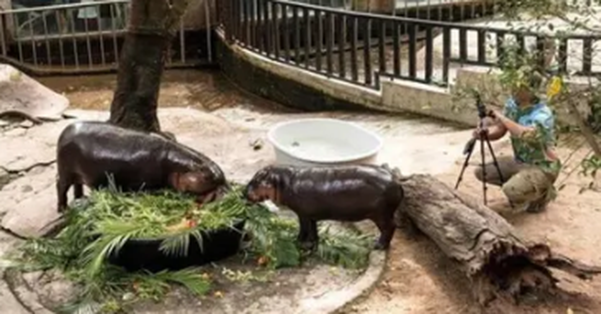 Đột nhập chuồng hà mã Moo Deng quay phim, người đàn ông bị phạt 300 USD