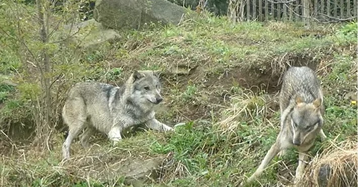 "Nghi phạm' đào thoát khiến hơn 150 cảnh sát và lính cứu hỏa Hàn Quốc vất vả