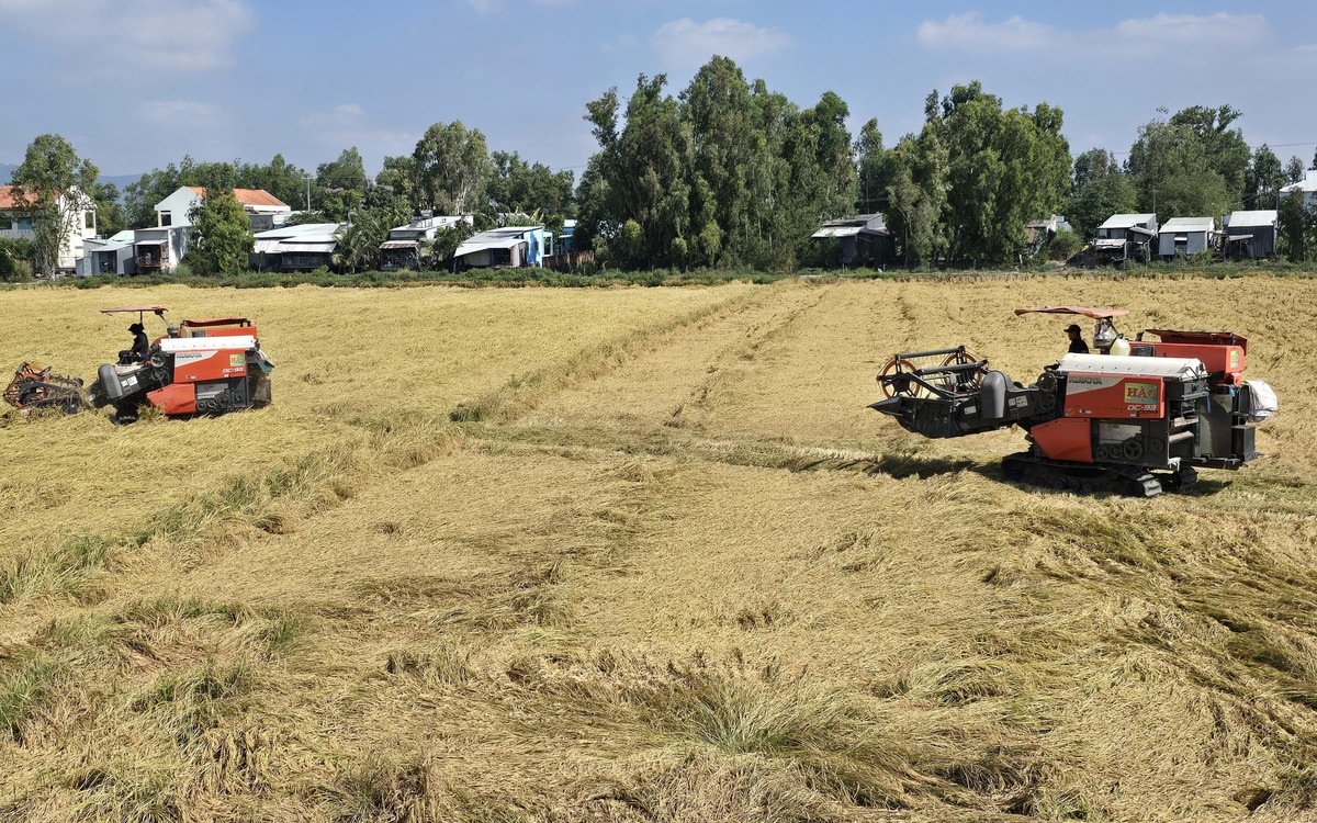 Nhiều nông dân sẽ giảm lúa vụ 3, hạn chế rủi ro do xăng dầu tăng
