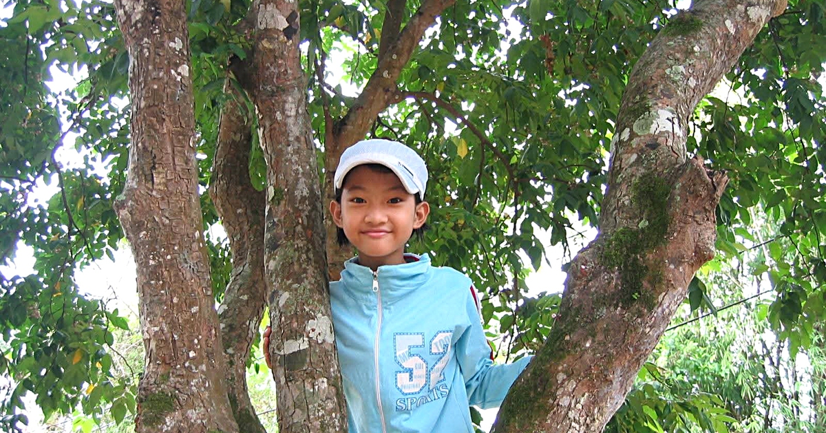 Những kỷ vật thân thương còn lại - Kỳ 9: Cây khế của cha tôi