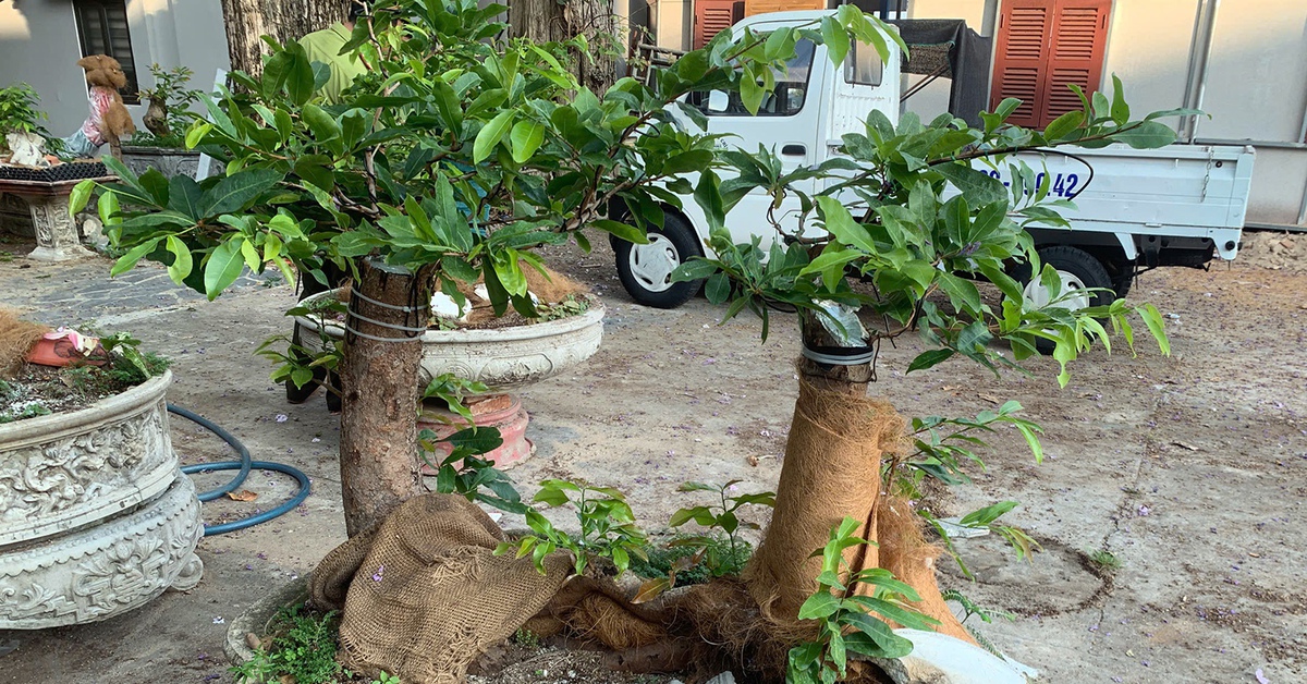 Hạt Kiểm lâm Côn Đảo lý giải việc xử phạt hành chính, tịch thu 42 gốc mai vàng