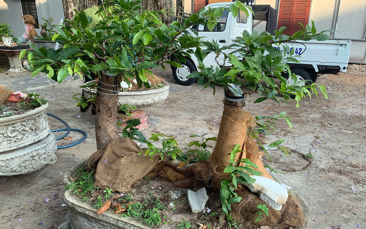 Hạt Kiểm lâm Côn Đảo lý giải việc xử phạt hành chính, tịch thu 42 gốc mai vàng