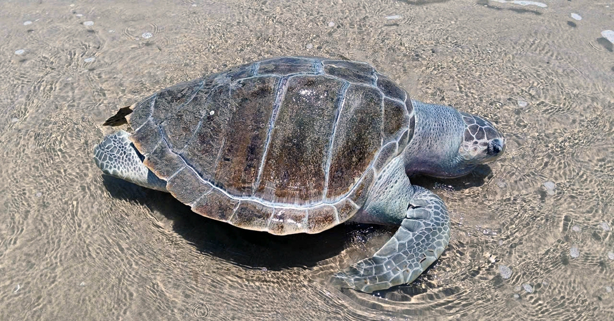 Rùa biển trưởng thành chết trôi dạt vào bãi biển ở Vũng Tàu