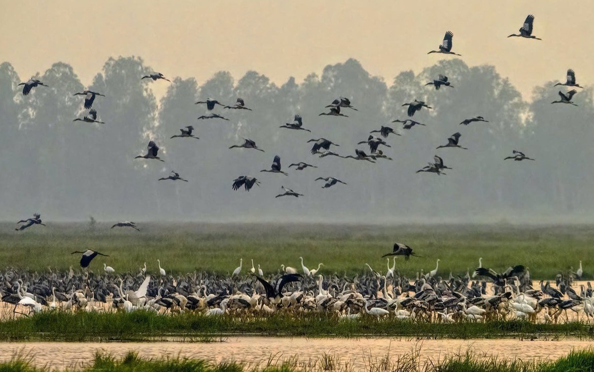 Vườn quốc gia Tràm Chim xuất hiện nhiều loài chim quý hiếm về trú ngụ