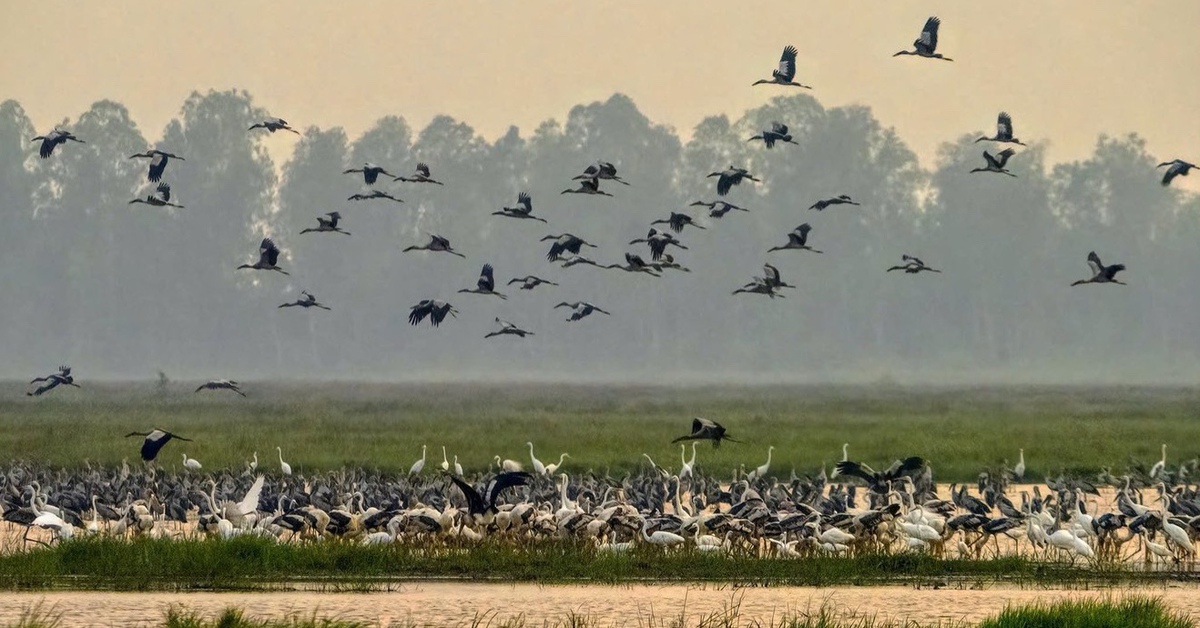 Vườn quốc gia Tràm Chim xuất hiện nhiều loài chim quý hiếm về trú ngụ