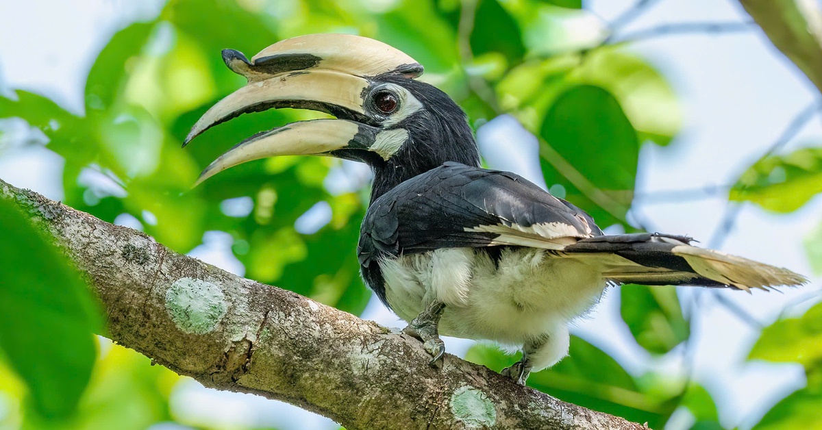 Đội nào thắng cuộc thi quan sát chim lớn nhất Việt Nam?