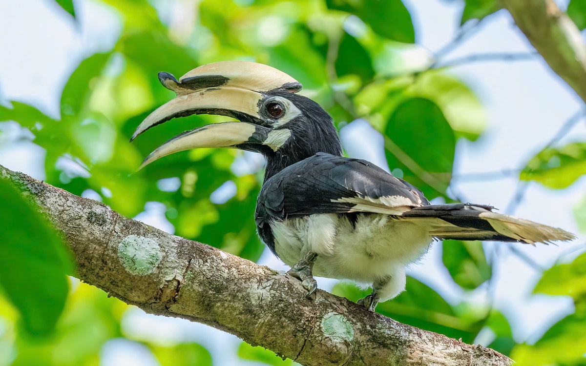 Đội nào thắng cuộc thi quan sát chim lớn nhất Việt Nam?