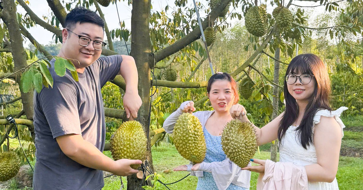 Sầu riêng ở đất đảo Phú Quốc giá cao, hút hàng