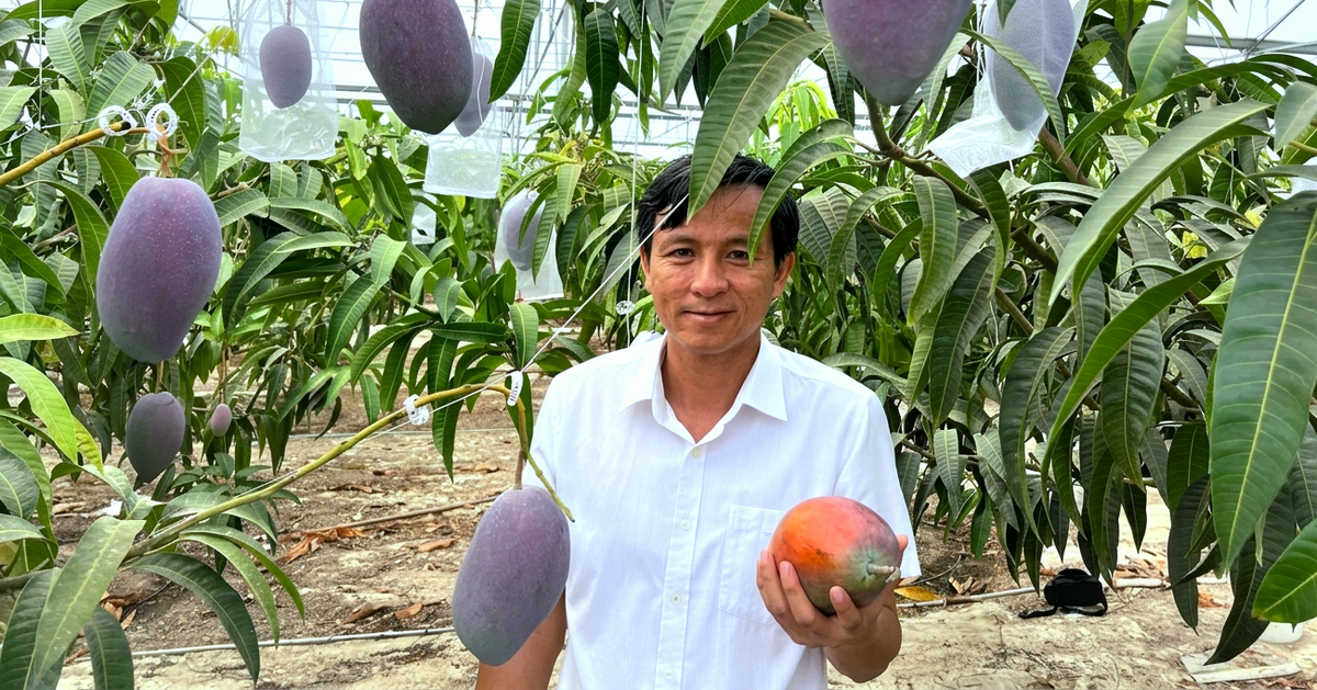 Trồng xoài Nhật trên đất thép Củ Chi: Hành trình nhiều năm đưa ‘trứng mặt trời’ bén rễ ở TP.HCM