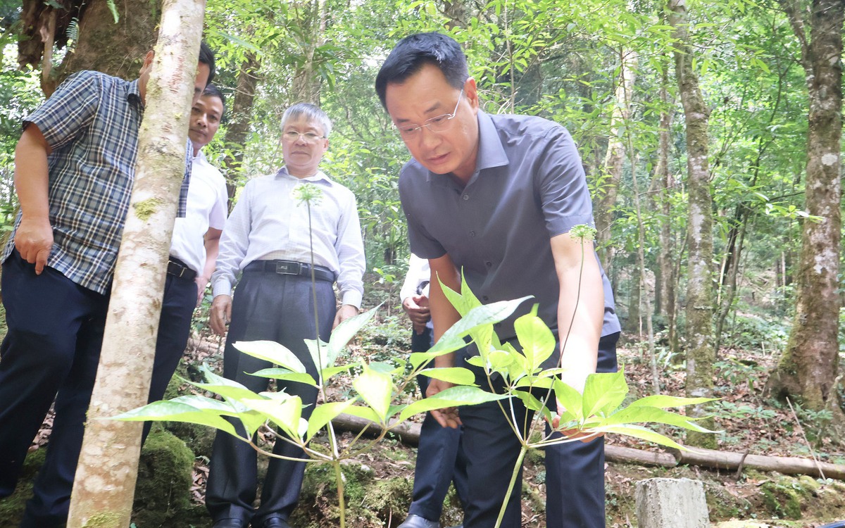 Sắp có đề án lớn về trồng sâm Ngọc Linh, nhà máy chế biến sản phẩm từ sâm