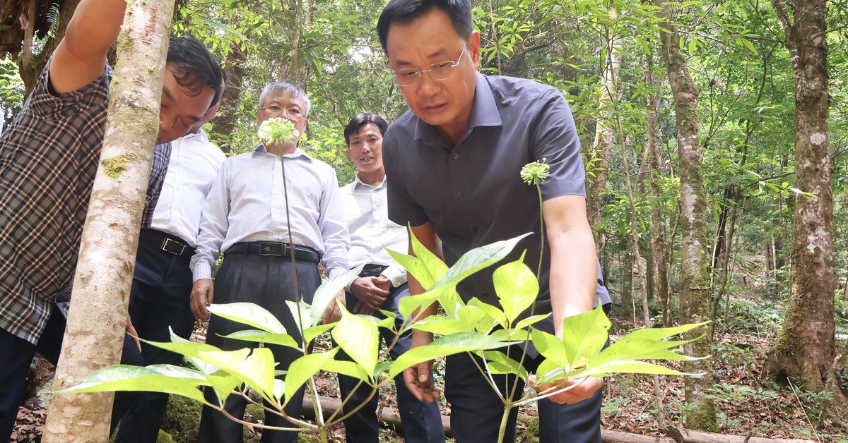 Sắp có đề án lớn về trồng sâm Ngọc Linh, nhà máy chế biến sản phẩm từ sâm