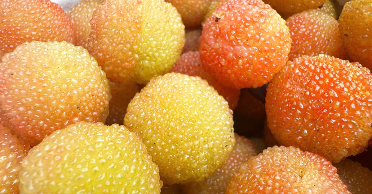 Mùa thanh mai chín rộ ở núi Ngọc Linh, chua chua, ngọt ngọt